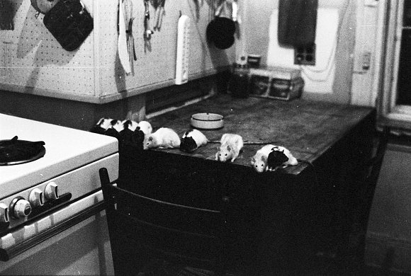 27-Lineup_KitchenTable