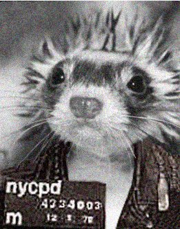 Sid Vicious is arrested for the murder of Nancy Spungen, New York, October 12, 1978."I did it because I'm a dirty dog ferret," he allegedly told police.