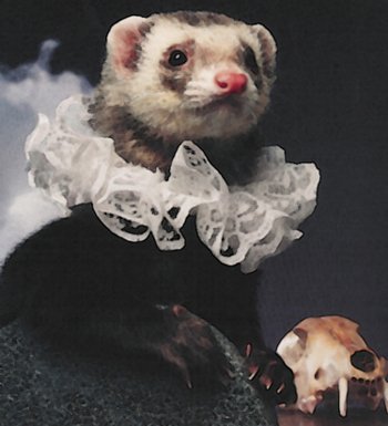 William Shakespeare, the Ferret of Avon, at the Blackfriars Theatre, London, Spring of 1603.