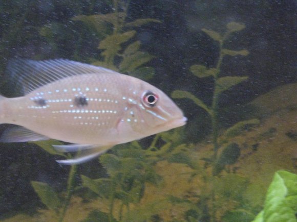 davids fish