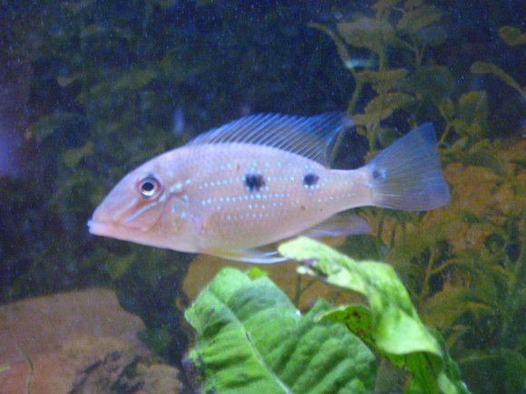 fish 3