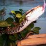 Ssssssnakes