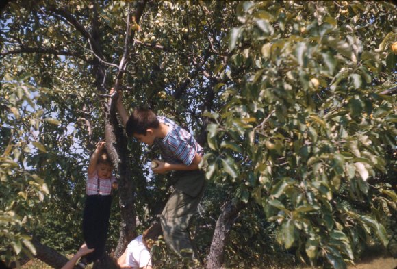 Bobby, Jackie, David in Windham tree - Aug 1958