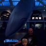 whale