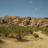 Joshua Tree